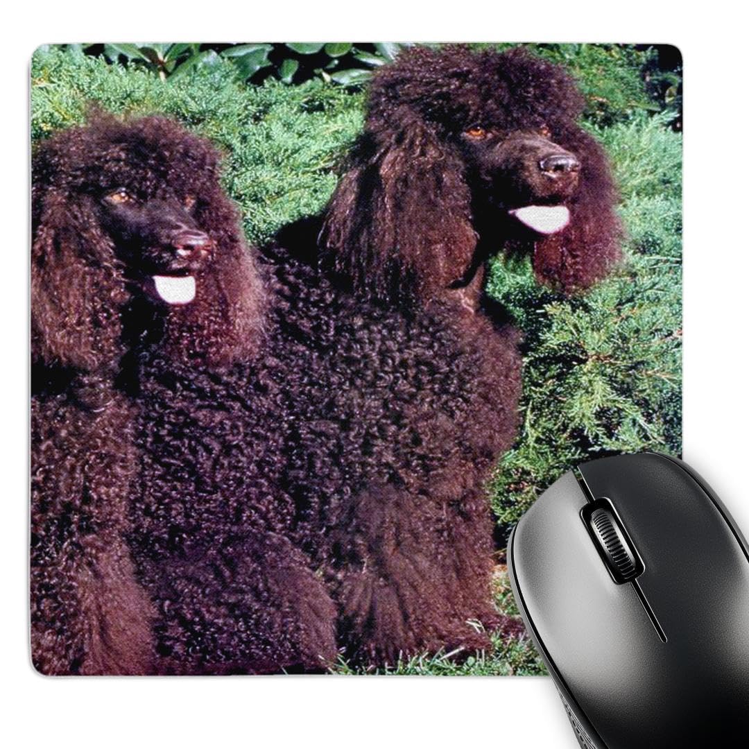 3dRose 8 x 8 x 0.25 Inches Irish Water Spaniel Mouse Pad (mp_991_1)