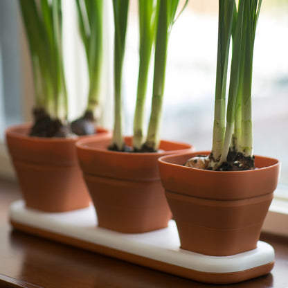 Infusion Living - Macetas Convertibles con Ventana para Cultivar Semillas de Hierbas, Silicona, Color Terra Cotta, Juego de 3 macetas con Base empotrada
