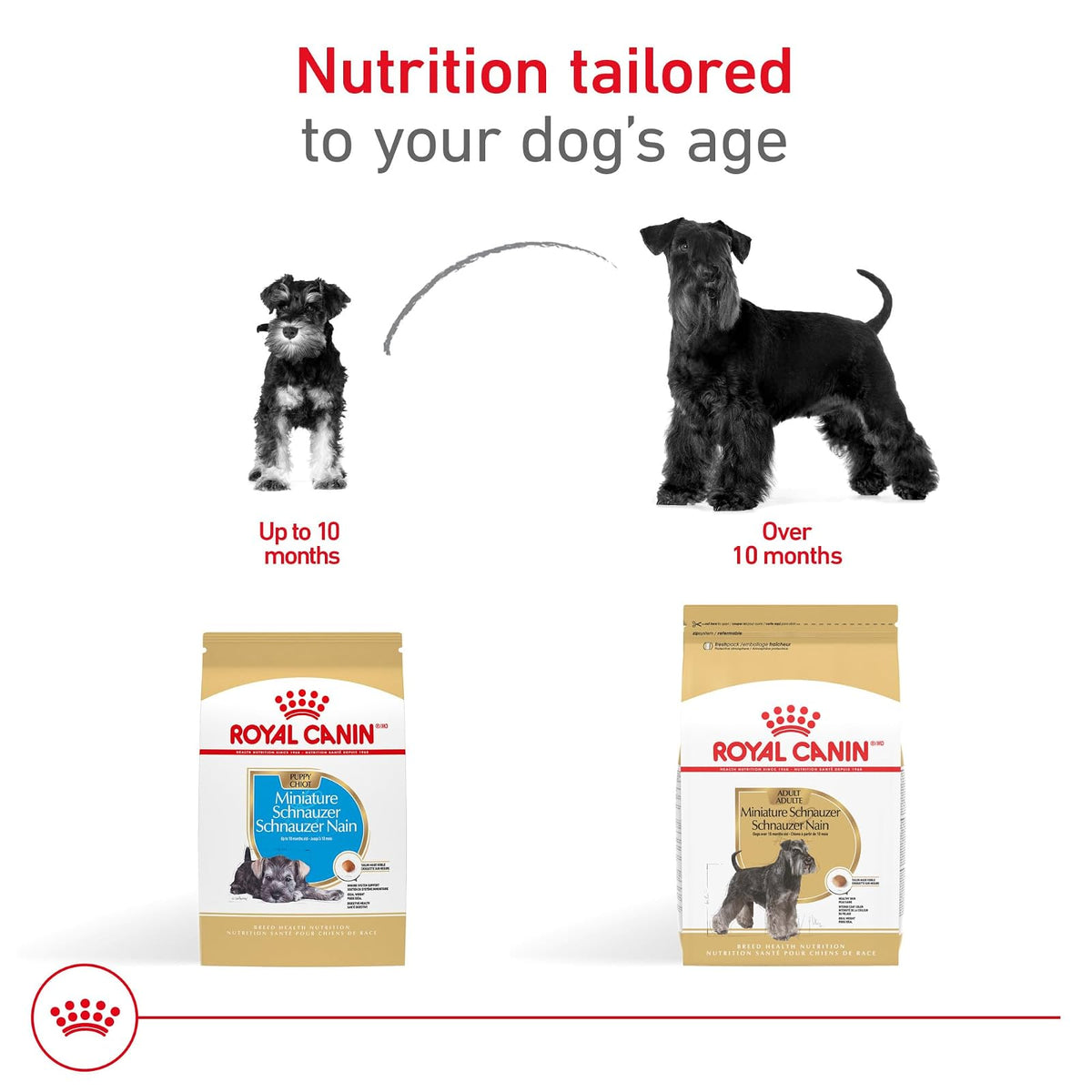 ROYAL CANIN, Puppy - Mini Schnauzer, Croquetas Perro, 1.1kg