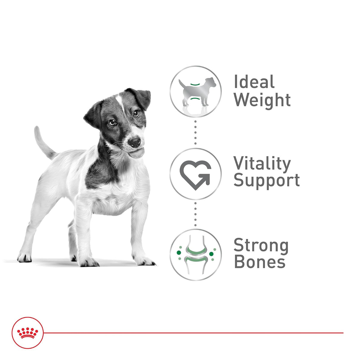 ROYAL CANIN Croquetas para Perros Pequeños, Mini Mature +8, 1.1 kg (El empaque Puede Variar)