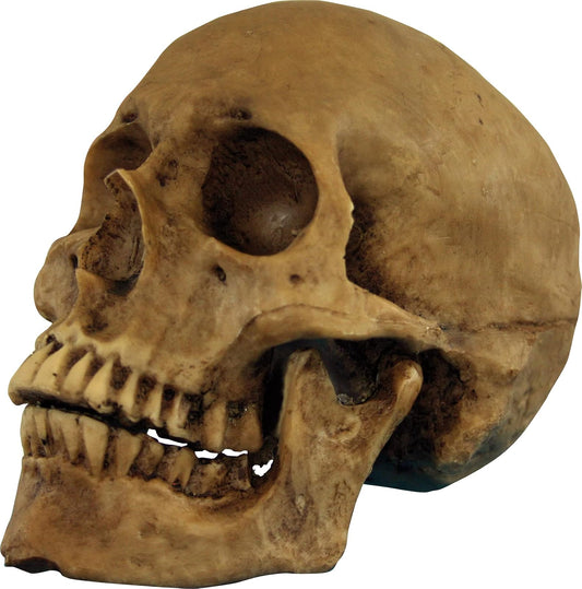 Resin Cranium, Accesorio Decorativo de Cráneo Huesudo de Muerto, Adorno para Halloween y Día de Muertos de Calaca Cadaver Terrorífico Ideal para Casa y Jardín