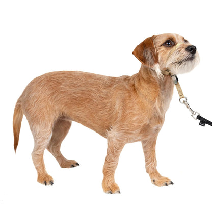 PetSafe Gentle Leader Collar para Perro sin Tirones - Small (Pack of 1) - Fawn
