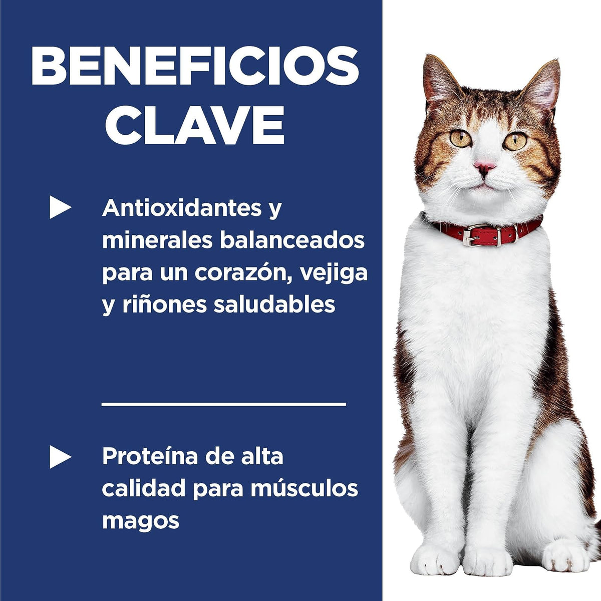 Hill's Science Diet Croquetas para Gato Senior Sabor Pollo 1.8Kg | Croquetas Hill's para gato, pollo real, soporte envejecimiento, salud de corazón y riñones, articulaciones sanas