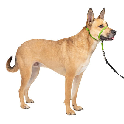 PetSafe Gentle Leader Collar para Perro sin Tirones - Medium - Manzana Verde (Apple Green)