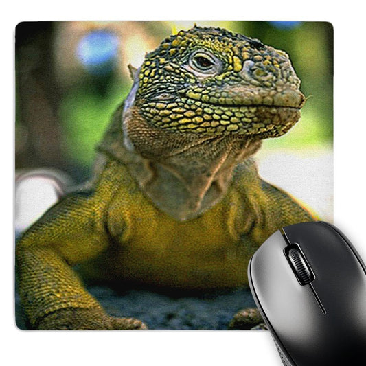 3dRose 8 x 8 x 0.25 Inches Mouse Pad, Land Iguana (mp_691_1)
