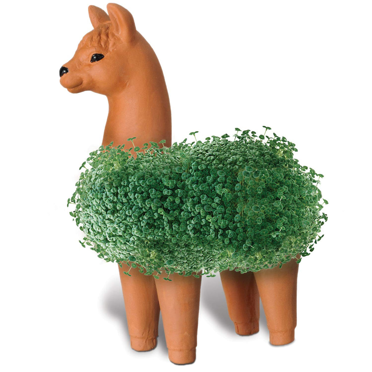 Chia - Llama para Mascotas con Paquete de Semillas, Maceta Decorativa de cerámica, fácil de Hacer y Divertido de Cultivar, Regalo novedoso, Perfecto para Cualquier ocasión