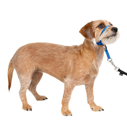 PetSafe Gentle Leader Collar para Perro sin Tirones - Small - Azul Real