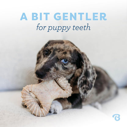 Benebone Puppy - Paquete de 2 masticables dentales para Pollo/espoleta