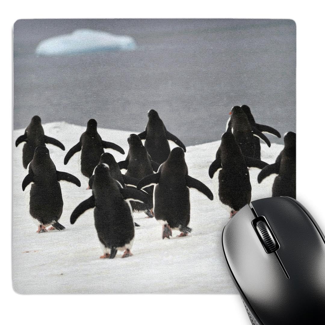 3dRose 8 x 8 x 0.25 Inches Gentoo Penguin Mouse Pad (mp_10513_1)