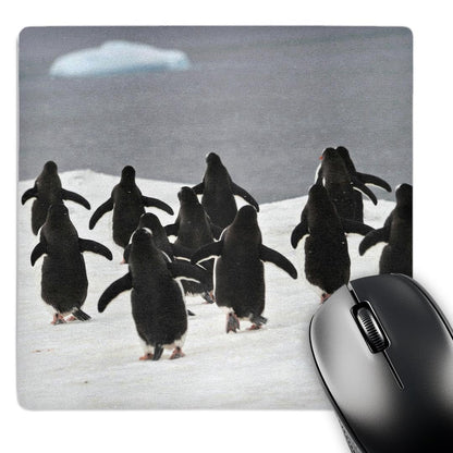 3dRose 8 x 8 x 0.25 Inches Gentoo Penguin Mouse Pad (mp_10513_1)