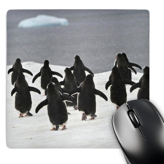 3dRose 8 x 8 x 0.25 Inches Gentoo Penguin Mouse Pad (mp_10513_1)