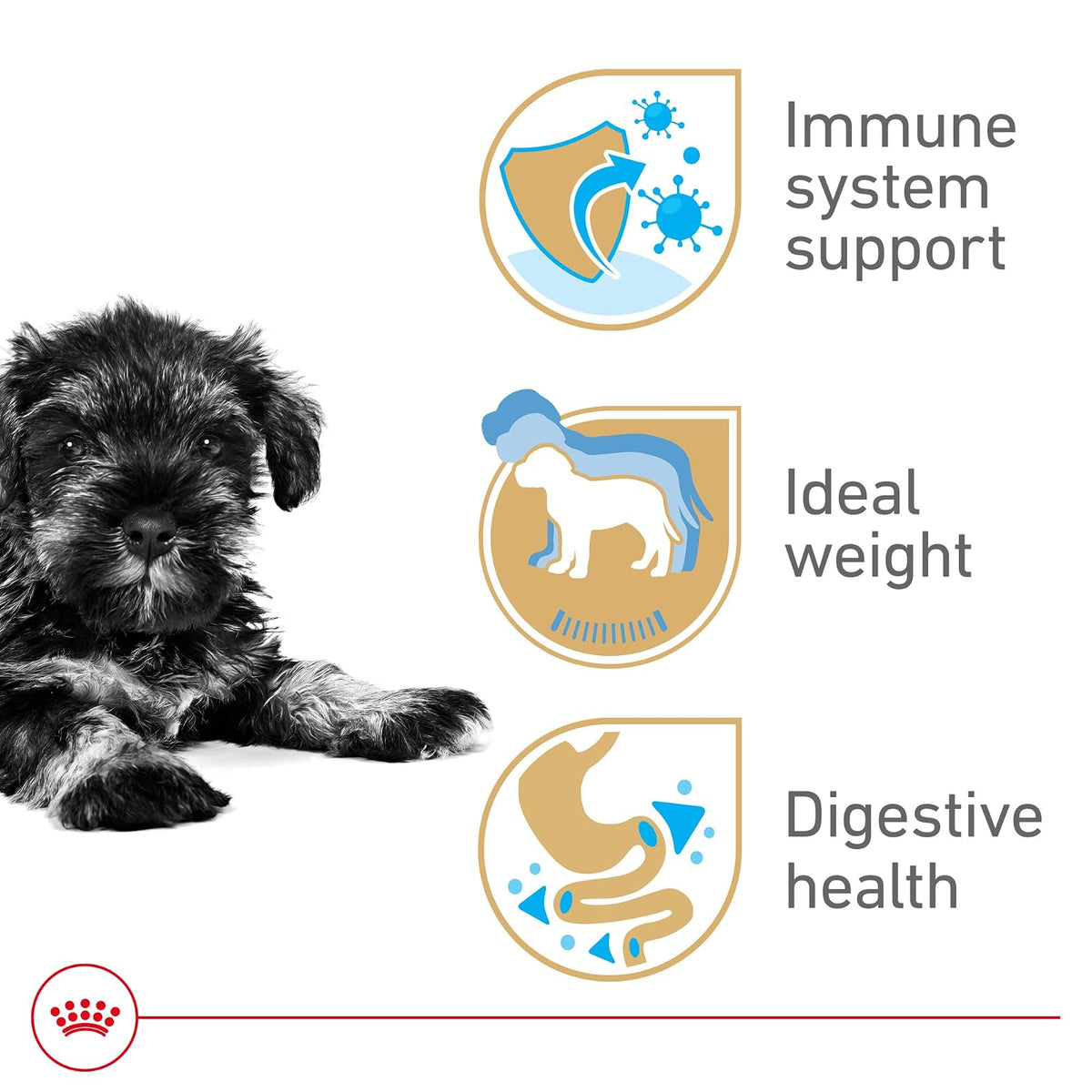 ROYAL CANIN, Puppy - Mini Schnauzer, Croquetas Perro, 1.1kg
