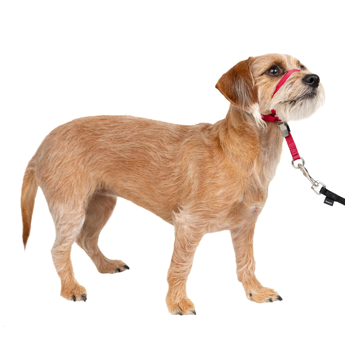 PetSafe Gentle Leader Collar para Perro sin Tirones - Small - Rojo