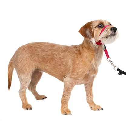 PetSafe Gentle Leader Collar para Perro sin Tirones - Small - Rojo