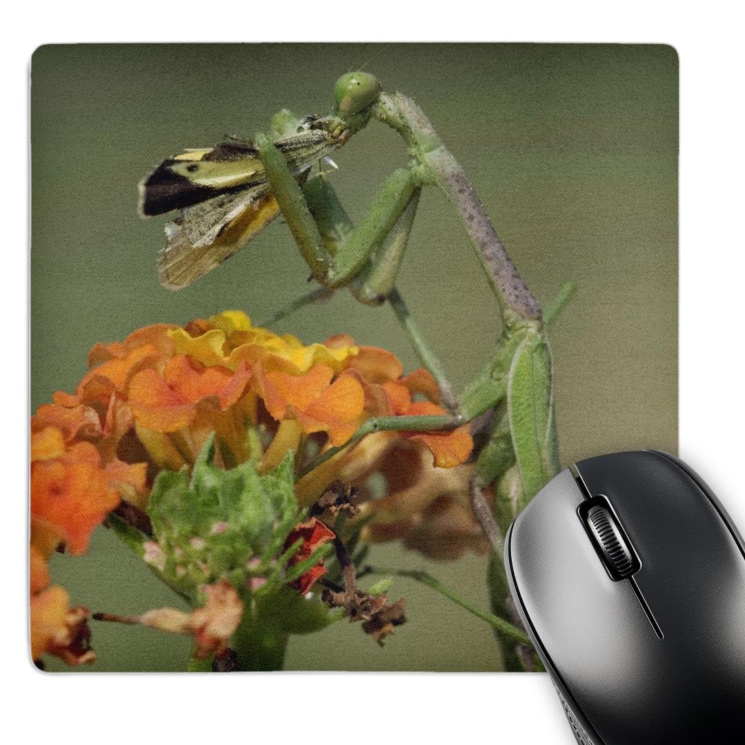 3dRose 8 X 8 X 0.25 Inches Praying Mantis insect, Butterfly Prey, Texas Rolf Nussbaumer Mouse Pad (mp_84332_1)