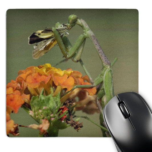 3dRose 8 X 8 X 0.25 Inches Praying Mantis insect, Butterfly Prey, Texas Rolf Nussbaumer Mouse Pad (mp_84332_1)