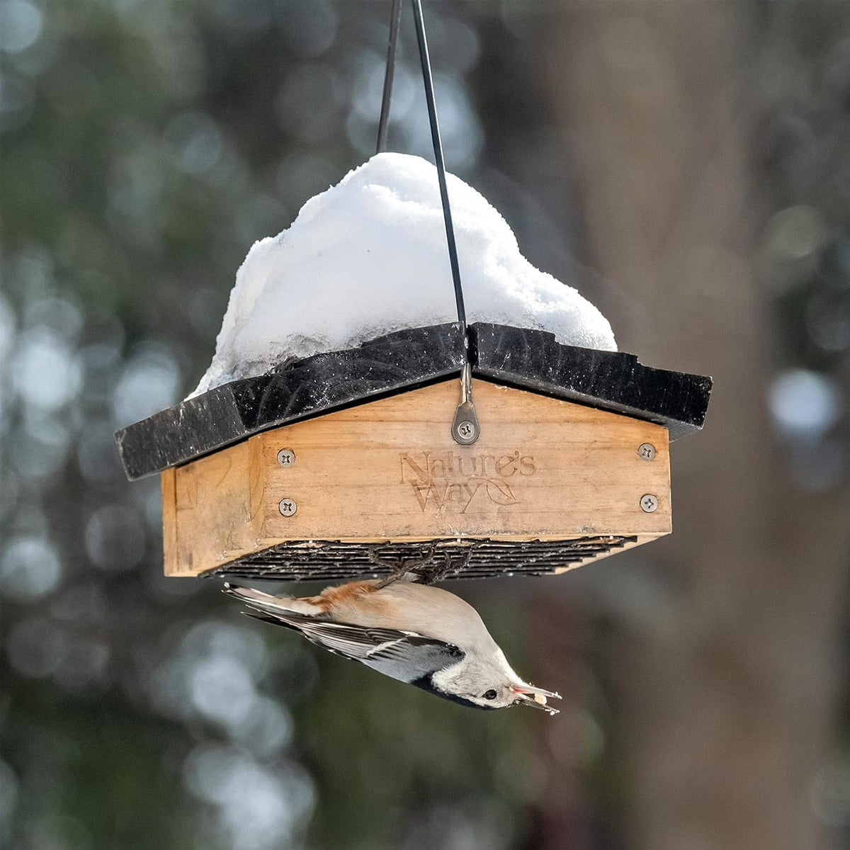 Nature's Way Bird Products CWF2 Cedar Suet Upside-Down - Alimentador para pájaros