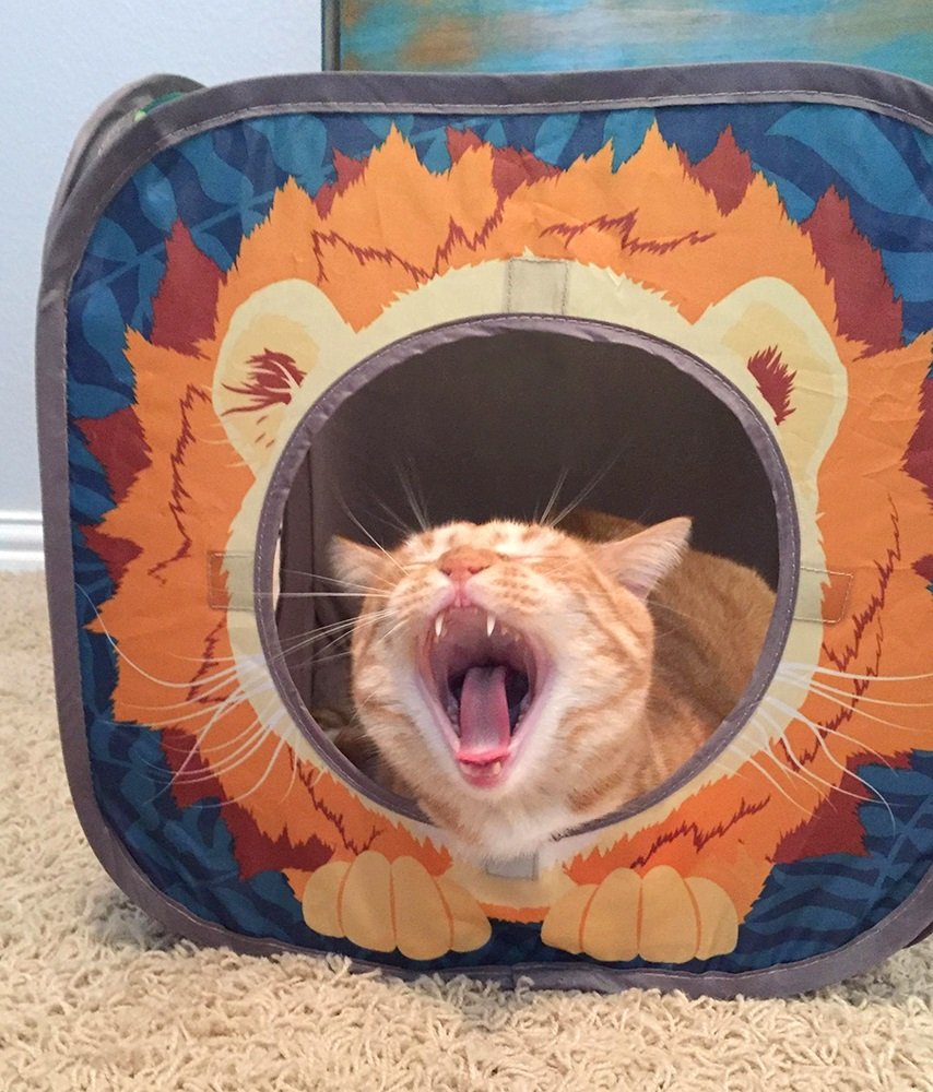 Kitty City - cubeta para Gatos, Cama para Gatos, Jungla Combo, cubeta Plegable para Gatos, Cama para Gatos, túnel, Juguetes para Gatos, Combo Jungla