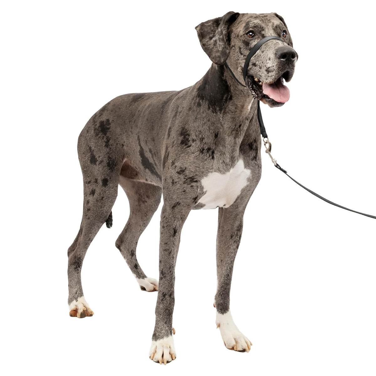 PetSafe Gentle Leader Collar para Perro sin Tirones - X-Large 130+ Lb. - Negro