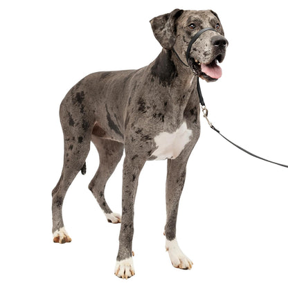 PetSafe Gentle Leader Collar para Perro sin Tirones - X-Large 130+ Lb. - Negro