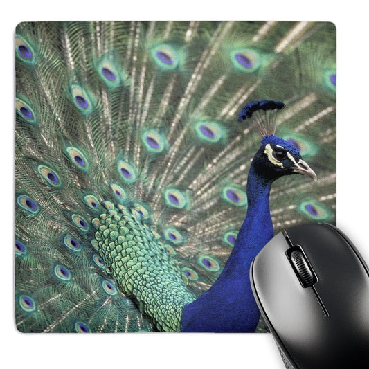 3dRose 8 x 8 x 0.25 Male Peacock Bird Displaying Feathers for Female Adam Jones Mouse Pad (mp_83561_1)