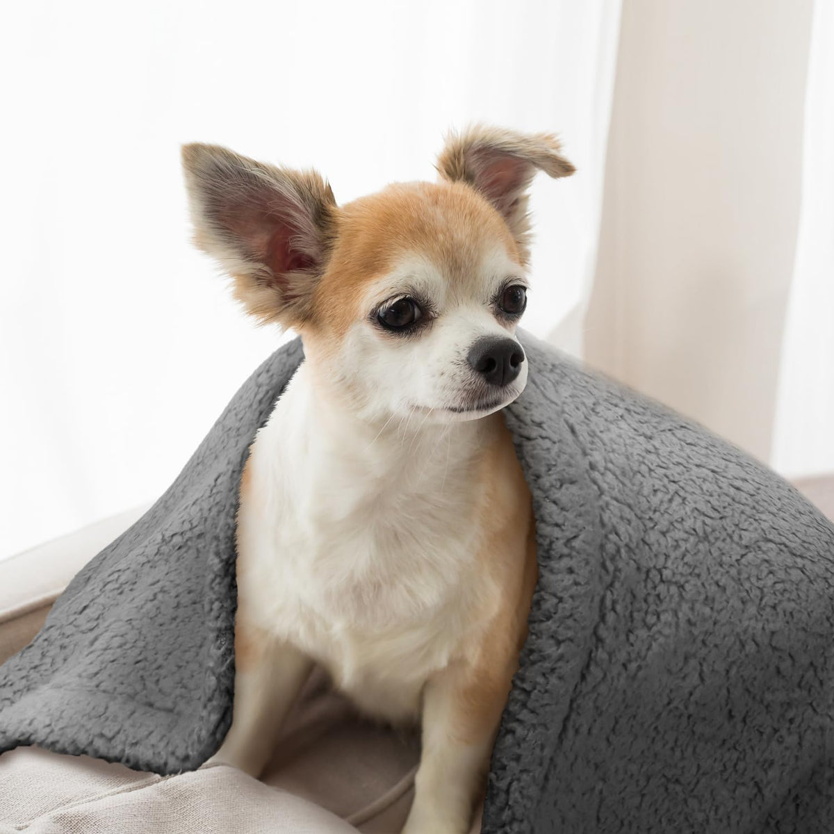 furrybaby - Manta Suave de Alta Calidad para Perros medianos y pequeños, Cachorros, Gatos, Lavable de Forro Polar Sherpa de 32 x 40 Pulgadas, Manta para Mascotas, Muebles de Cama, sofá, protección