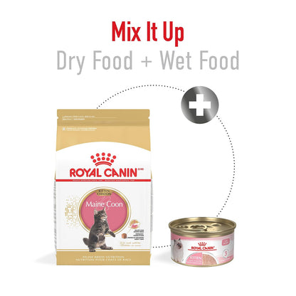Royal Canin Alimento seco para gatos adultos para gatitos persas de raza felina, 3 libras