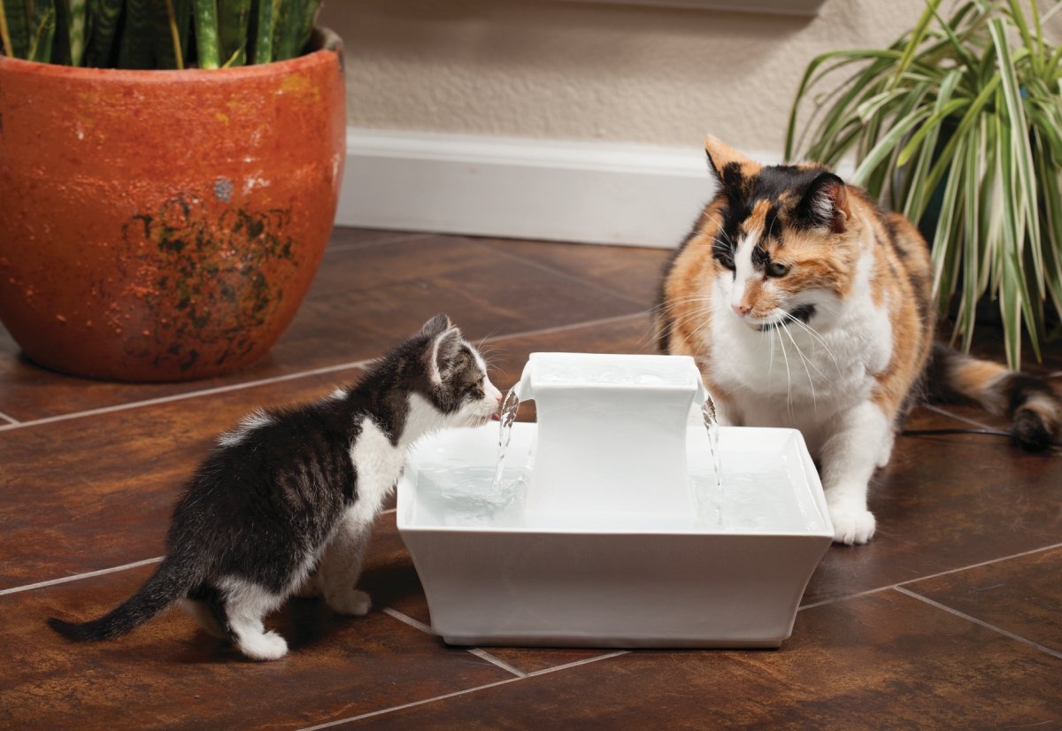 PetSafe Drinkwell Pagoda Pet Fountain - from in Knoxville, TN - Dog Water Bowl Dispenser - Multiple Angles to Drink from - Filters Included - Dog Fountain Provides Water When Power’s out - White