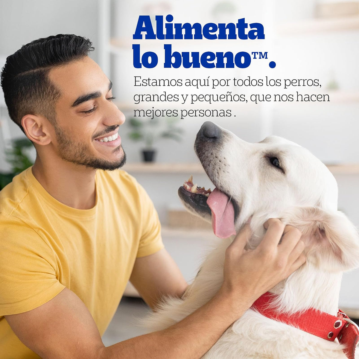 Pedigree - Sobres para Perro Adulto Pancita Saludable, Sabor Pavo y Zanahoria, Omega 6, Zinc, Vitaminas y Minerales, 24 Sobres, 100g c/u