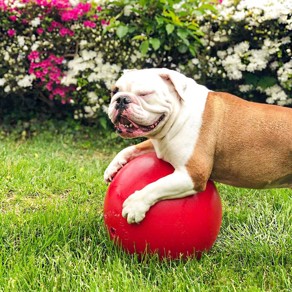 Jolly Pets Push-n-Play 14-Inch, Rojo, 10 Pulgadas