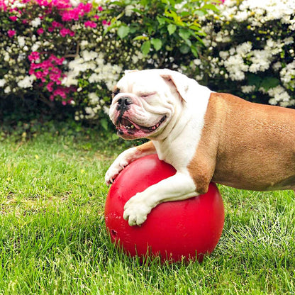 Jolly Pets Push-n-Play 14-Inch, Rojo, 10 Pulgadas