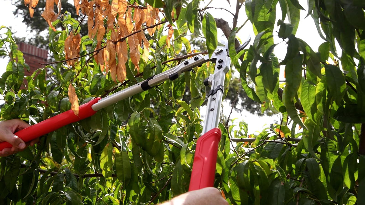 Corona X Series Pro - Lopper de derivación de 2-1/4 pulgadas