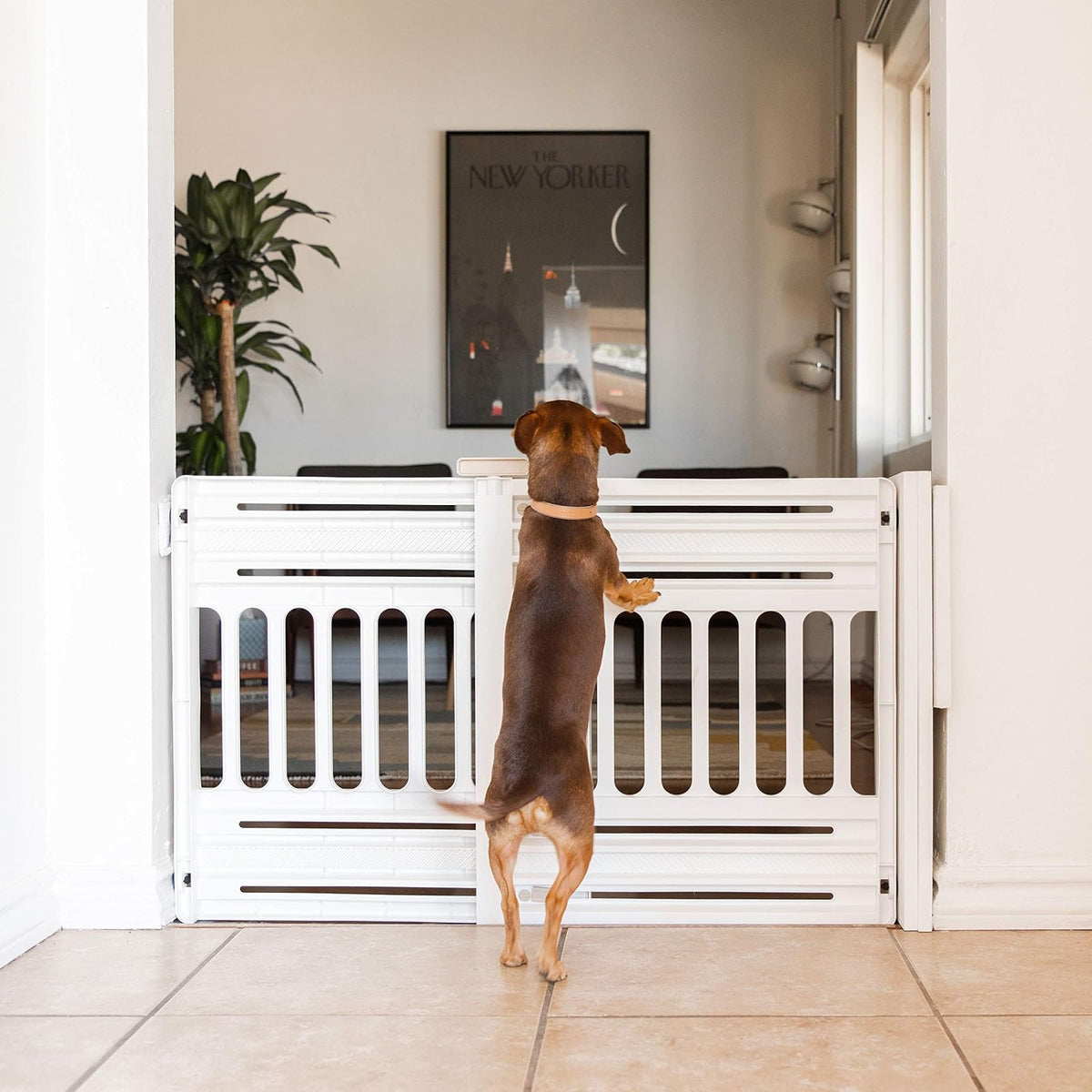 IRIS USA 61 cm a 99.1 cm Barrera Ajustable para Mascotas Portátil y Expandible, para Cachorros y Perros Pequeños a Medianos, Fabricada en Plástico Resistente Moldeado de 63.5 cm de Altura, Blanco