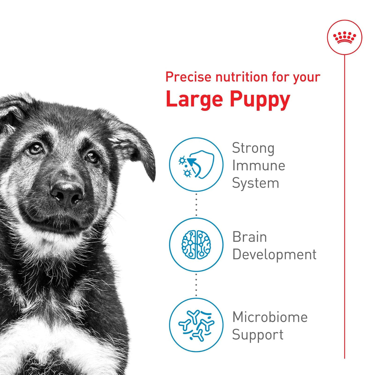 ROYAL CANIN - Croquetas para Cachorro Grande, Large Puppy 7.72 Kg