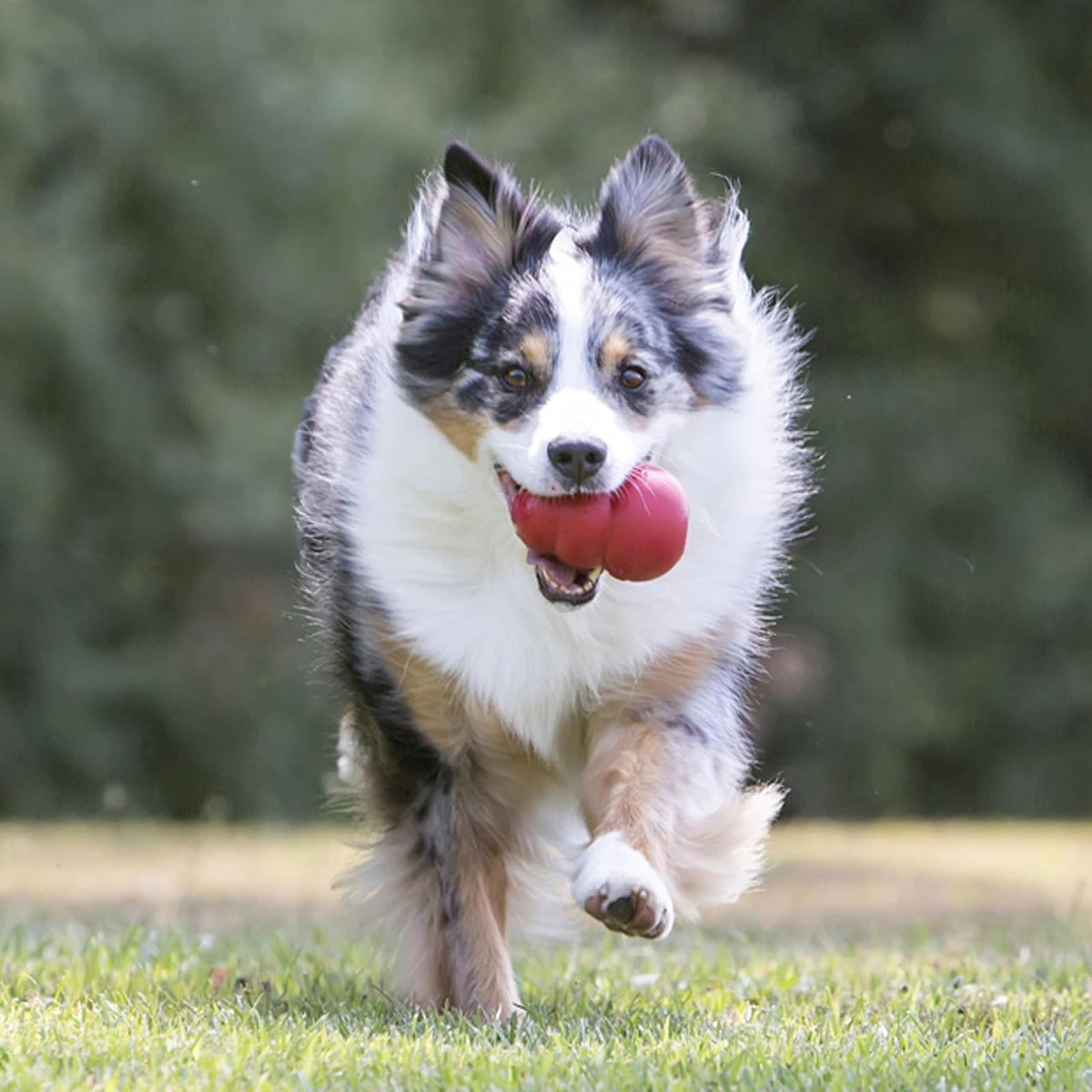 Kong Classic Juguete para Perro, pequeño, Rojo