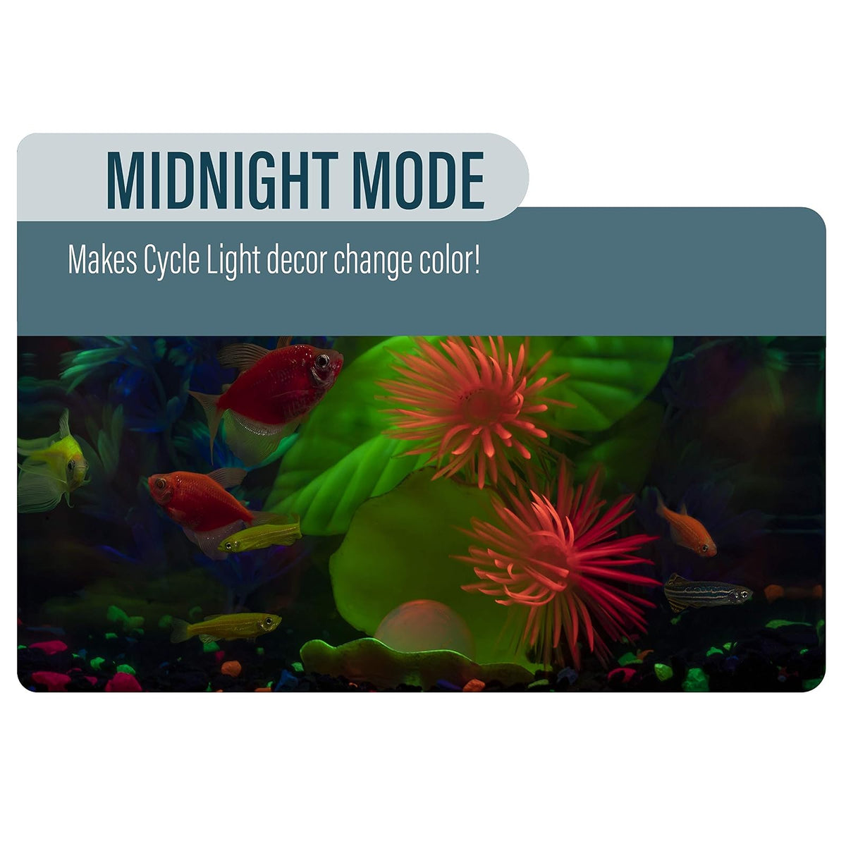 GloFish Aquarium Kit 5 gallon, Includes Hinged Cycle Light & Hidden filtration