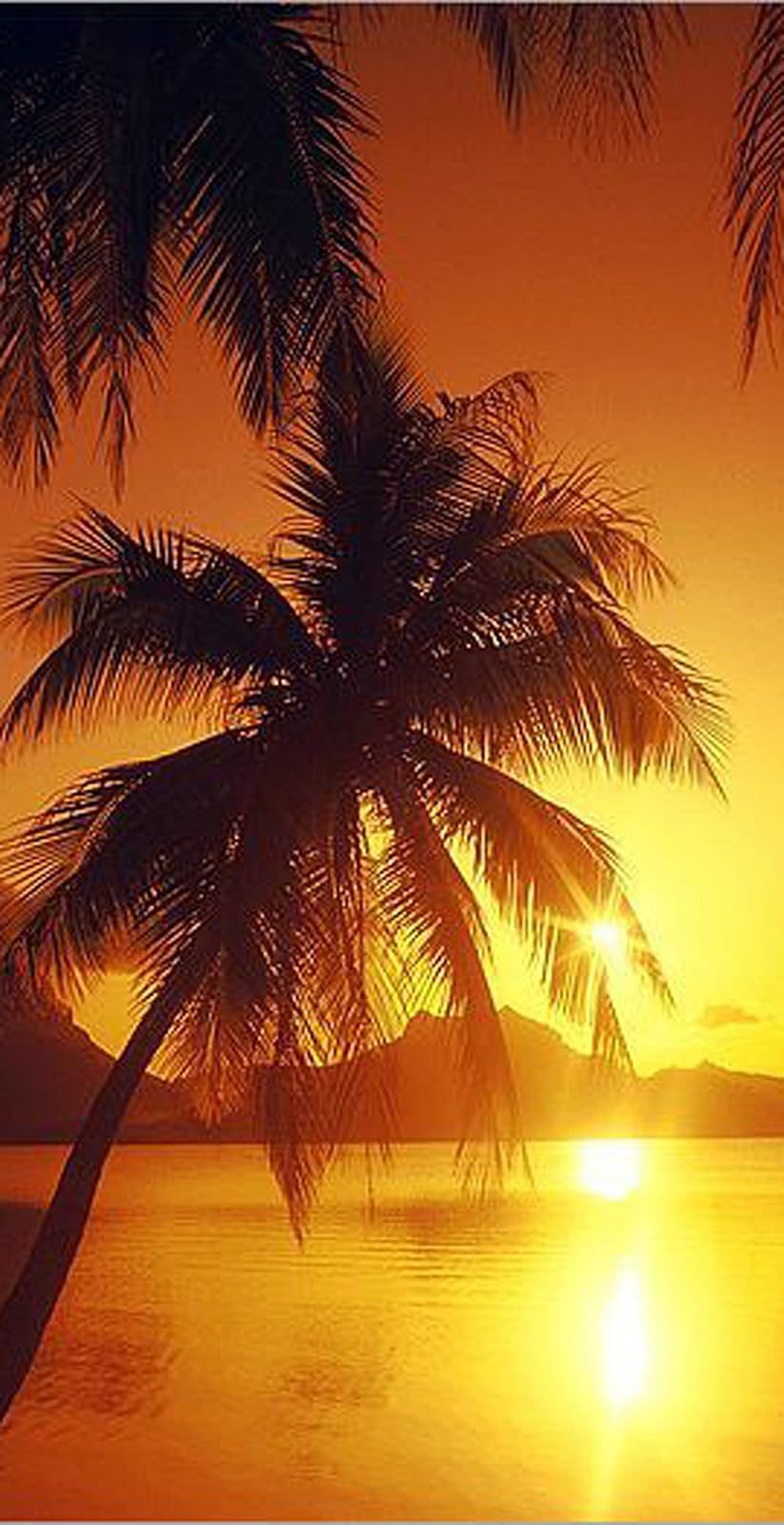 DII Toalla de Playa de algodón Rizado, Colorida, Suave, Absorbente y de Secado rápido, 30 x 60 Pulgadas, Palmeras de Puesta de Sol