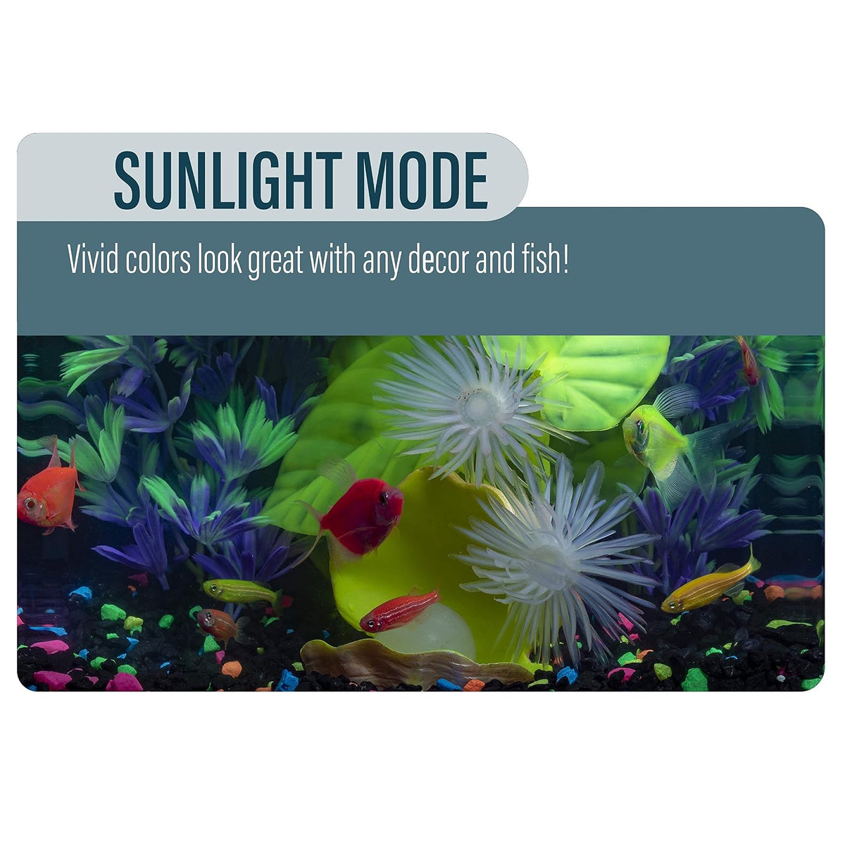 GloFish Aquarium Kit 5 gallon, Includes Hinged Cycle Light & Hidden filtration