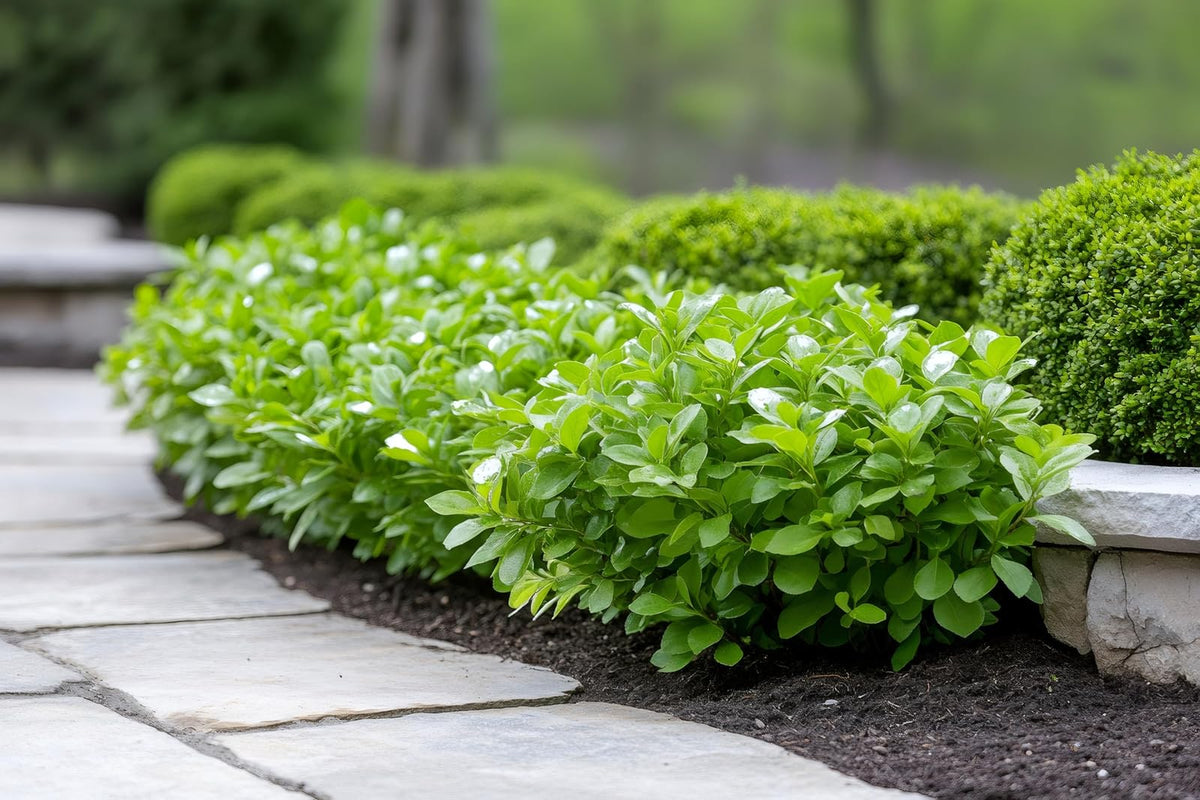 PISUMMA Sustrato Orgánico para Árboles y Arbustos – 30 L | Enriquecido con Materia Natural para Raíces Fuertes y Suelos Saludables | Ideal para Jardinería Sostenible en Exteriores e Interiores