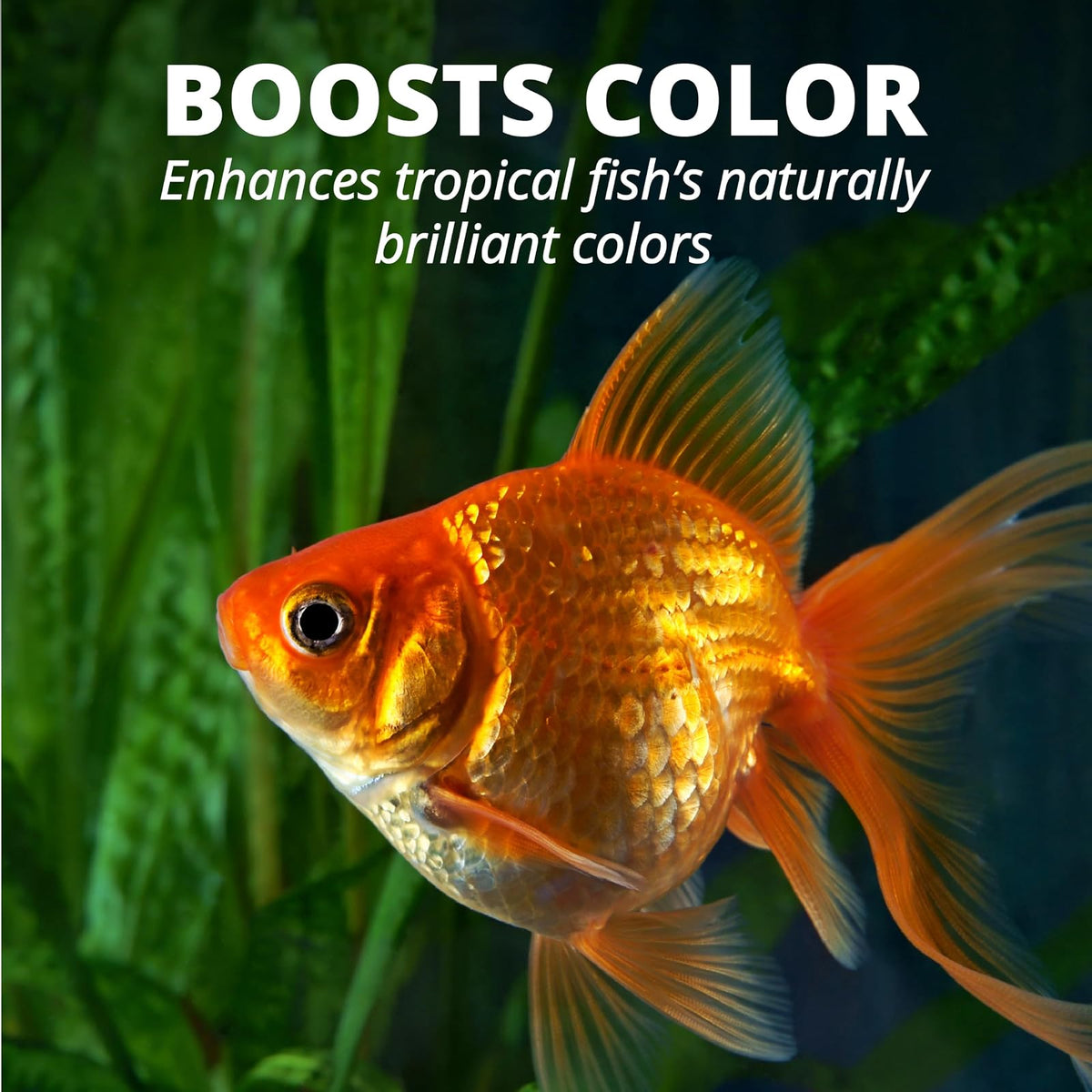 Tetra Tetramin Hojuelas para Goldfish 62g, Alimento Completo con ProCare, Mejora Coloración Natural, Fácil Digestión
