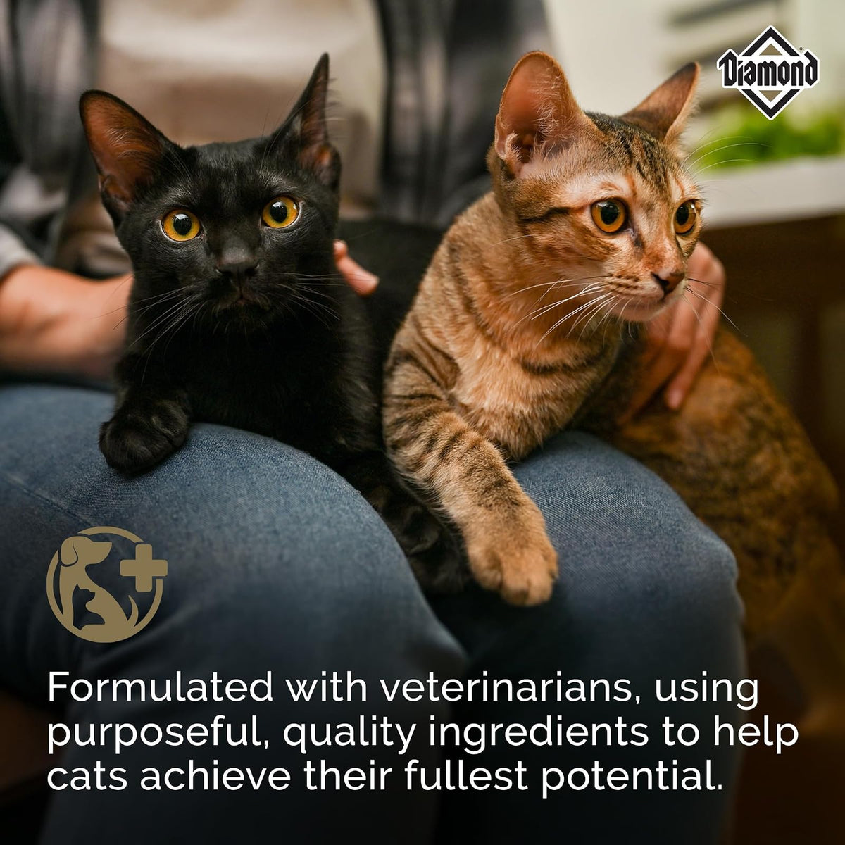 Diamond Pet Foods - Alimento seco para gatos adultos con sabor a pollo de Maintenance Formula, bolsa de 40 libras