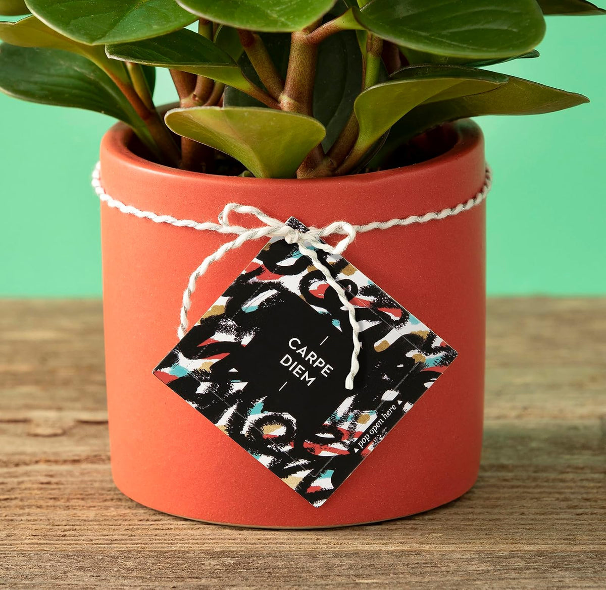 Compendium ThoughtFulls Carpe Diem - 30 tarjetas abiertas, cada una con un mensaje inspirador diferente en el interior