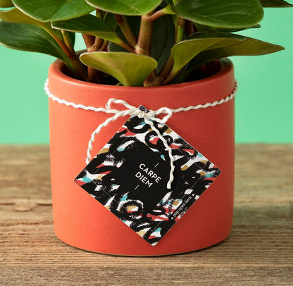 Compendium ThoughtFulls Carpe Diem - 30 tarjetas abiertas, cada una con un mensaje inspirador diferente en el interior
