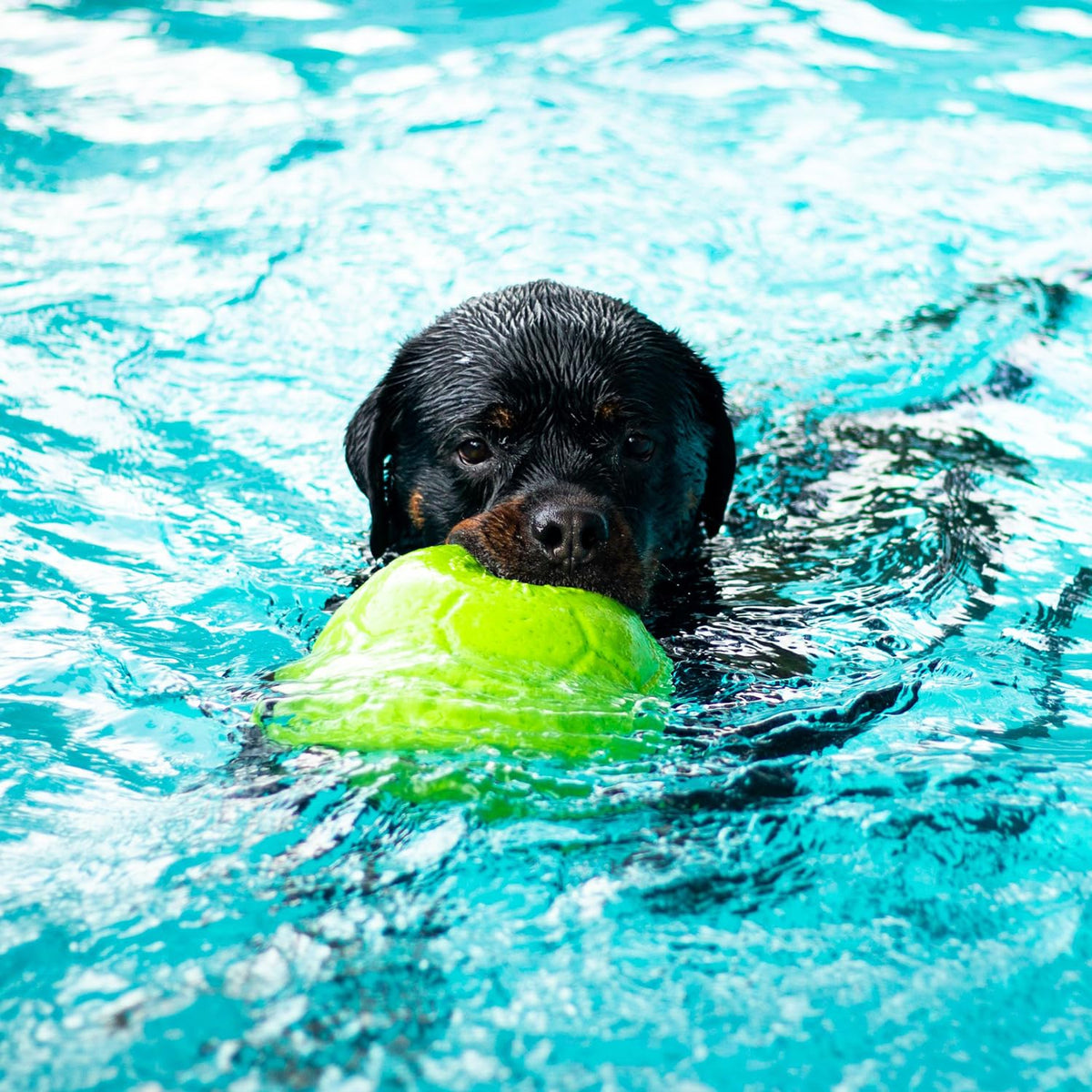 Jolly Pets - Pelota de fútbol Flotante de 20 cm de diámetro, Color Verde Manzana