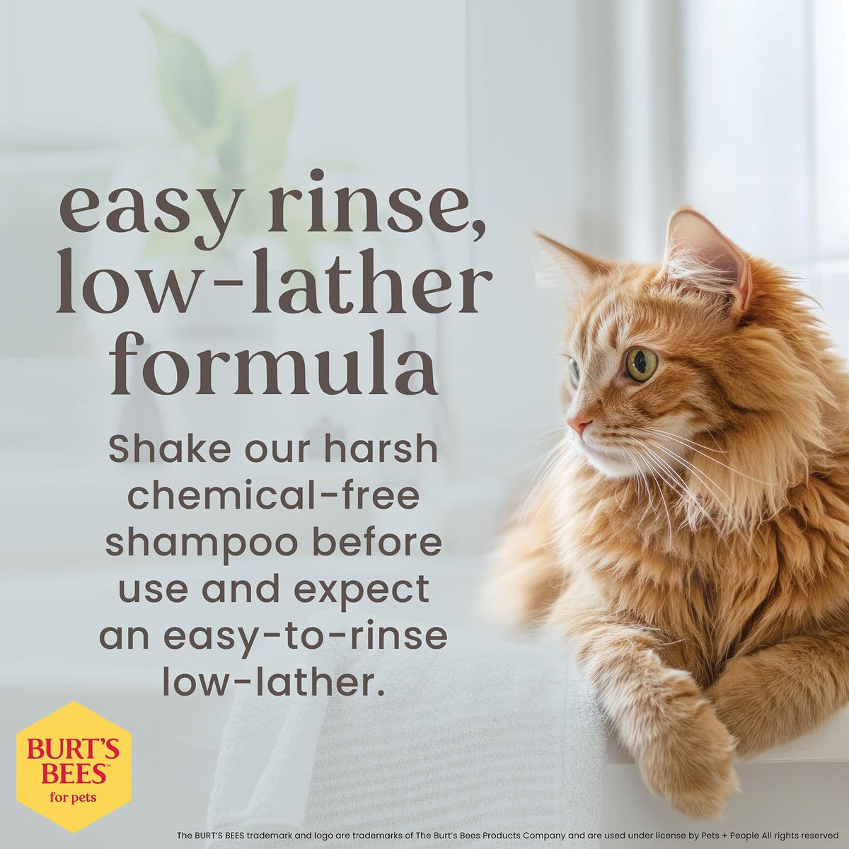 Burt's Bees for Kittens Champú Sin Lágrimas SC04472 | 10 oz, 1 paquete, con suero de leche, sin fragancia