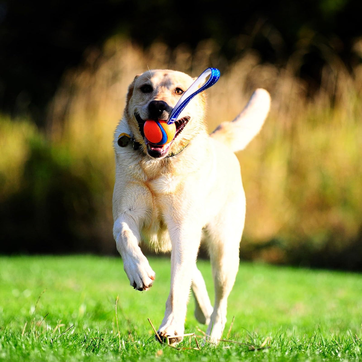 Chuckit! Medium Ultra Tug