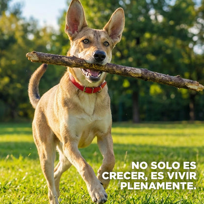 Hill's Science Diet Croquetas para Perro Adulto Sabor Pollo 15Kg | Croquetas Hill's para perro, pollo real, digestión saludable, sistema inmunológico fuerte, omega-6 y vitamina E