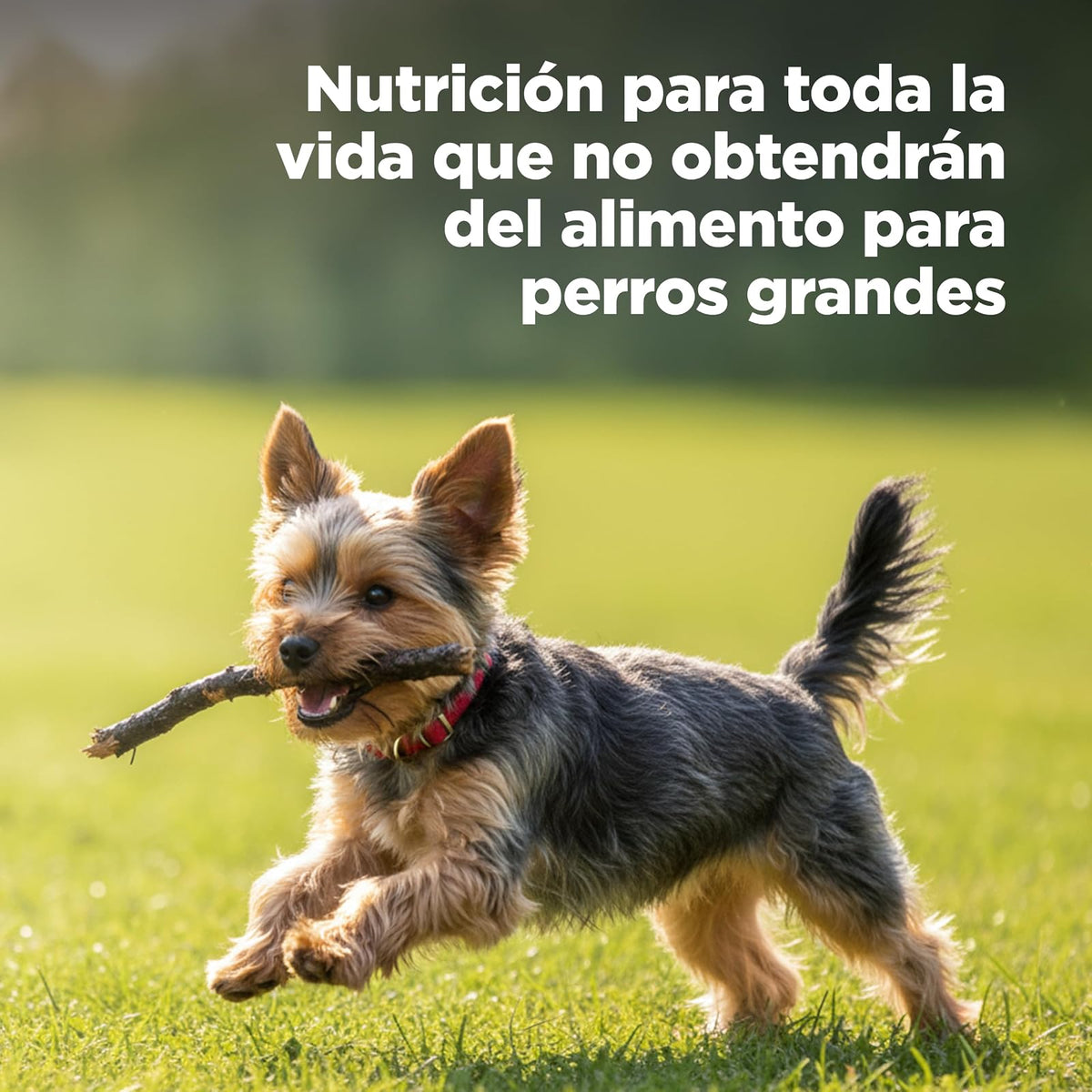 Hill's Science Diet Small Mini Croquetas para Perro Adulto Sabor Pollo 7Kg | Croquetas Hill's para perro, pollo real, razas pequeñas, digestión saludable, sistema inmunológico fuerte