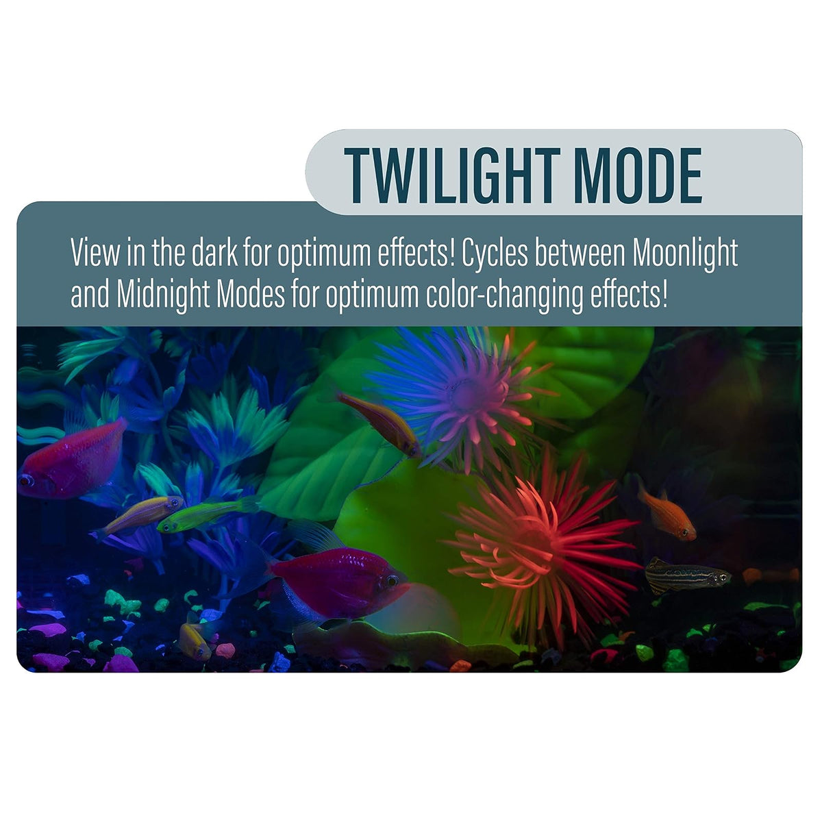 GloFish Aquarium Kit 5 gallon, Includes Hinged Cycle Light & Hidden filtration