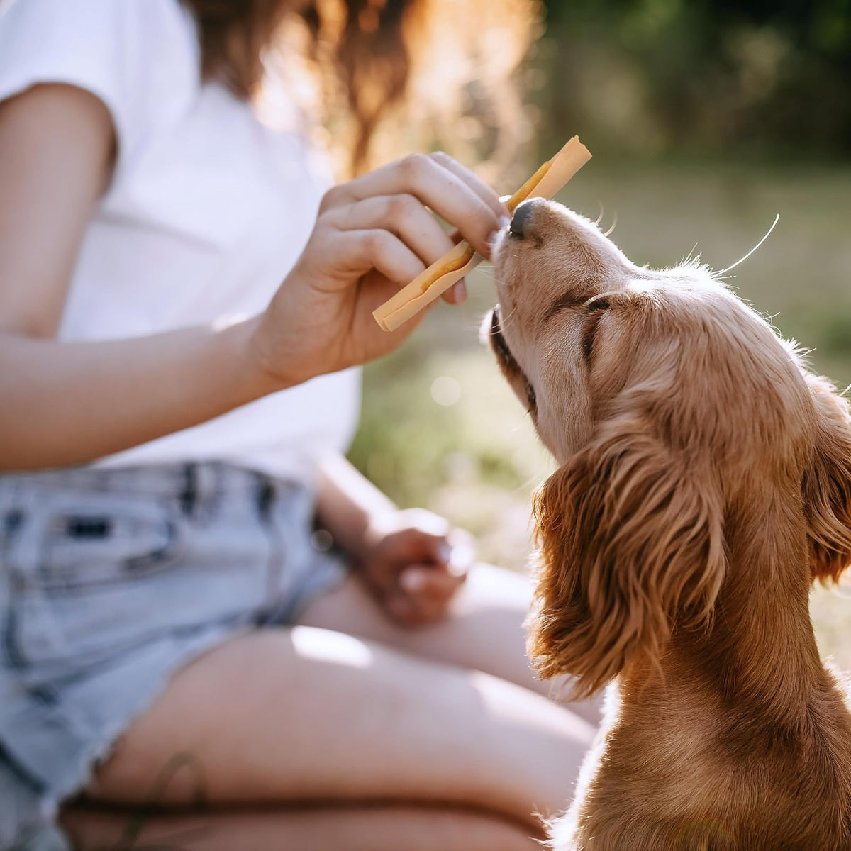 SmartBones Premios para Perro, palitos Pollo sin Gluten sin aditivos 12 pzs